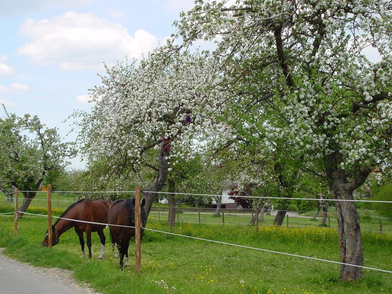 Pferde auf der Weide in Günzkofen